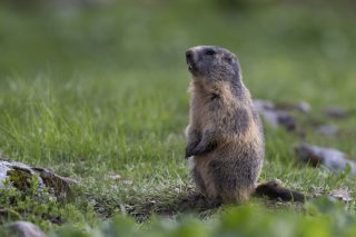 Dans la vallée de la Dischma, les marmottes vivent aujourd'hui en moyenne 86 mètres plus haut qu'en 1982, mais restent en dessous de la limite supérieure connue de 2700 m. (photo d'archives) KEYSTONE/GIAN EHRENZELLER